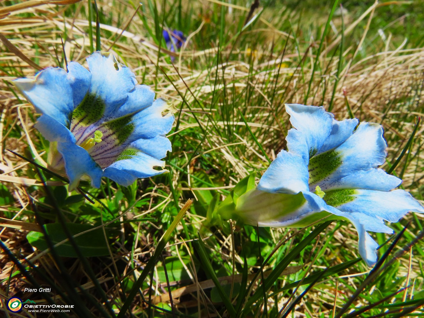 69 Gentiana acaulis (Genziana di  Koch) rara variante azzurra.JPG